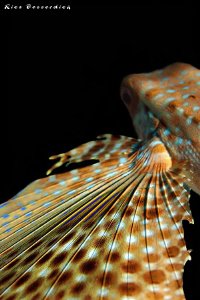 Flying Gurnard by Rico Besserdich 